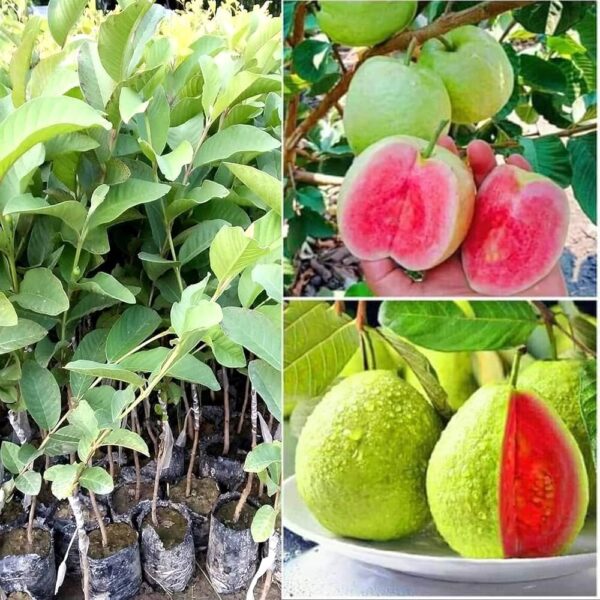 Red guava plant hybrid all seasons || all seasons hybrid plant for red guava (pack of 1) - Image 3