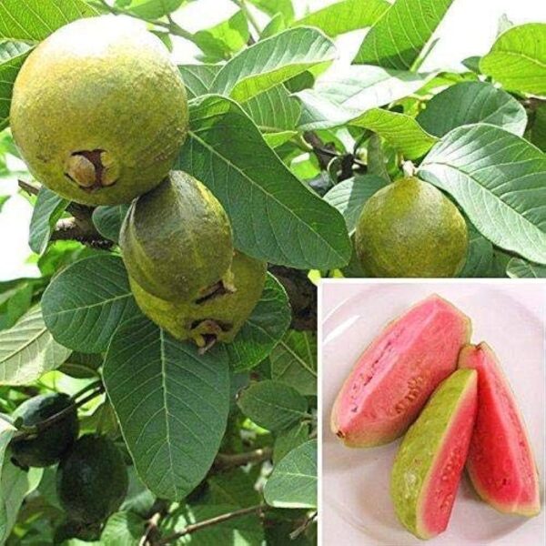 Red guava plant hybrid all seasons || all seasons hybrid plant for red guava (pack of 1) - Image 2