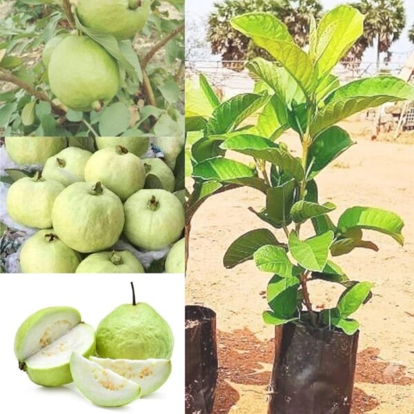 Red guava plant hybrid all seasons || all seasons hybrid plant for red guava (pack of 1)