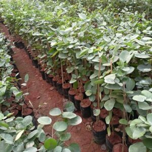 Lal chandan plant original || original plant for lal chandan pack of 2