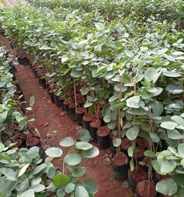 Lal chandan plant original || original plant for lal chandan pack of 2