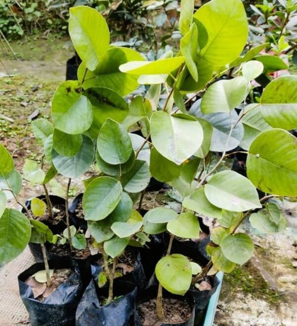 Lal chandan plant original || original plant for lal chandan pack of 2 - Image 3