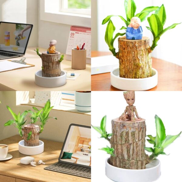 Brazilian wood plant indoor lucky plant Pack of 1