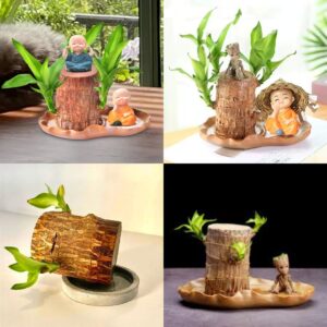 Brazilian wood plant indoor lucky plant Pack of 2