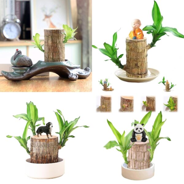 Brazilian wood plant indoor lucky plant Pack of 2 - Image 4