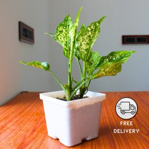 Aglaonema Snow White Plant (Chinese Evergreen Indoor Plant) - With 4 Inch Pot