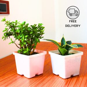 Snake Plant and Jade Plant Combo Pack - With 4 Inch Pot