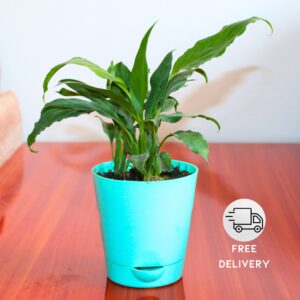 Peace Lily Live Plant with Self Watering Pot - Spathiphyllum Plant