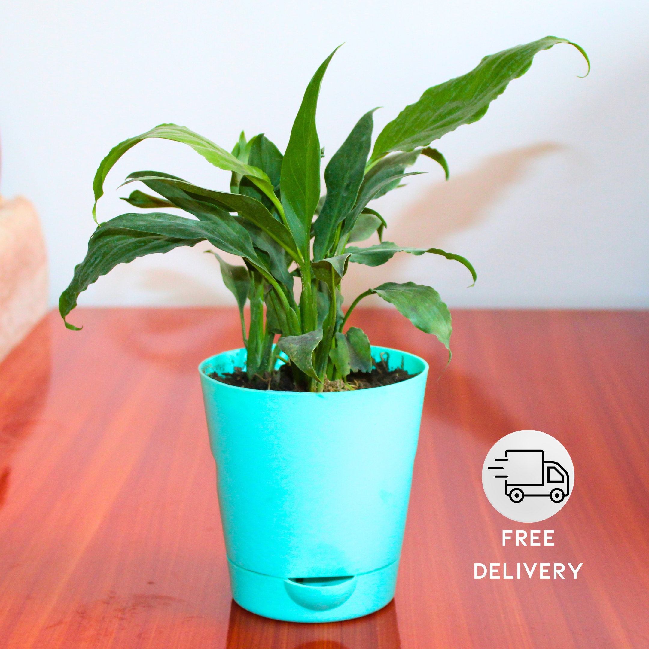 Peace Lily Live Plant with Self Watering Pot - Spathiphyllum Plant