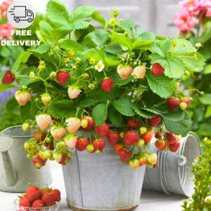 Strawberry - Plant