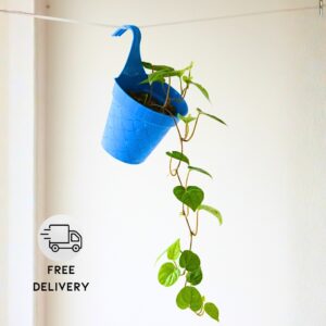 Betel Leaf Plant (Magai Paan Plant) - With Side Hanging Pot