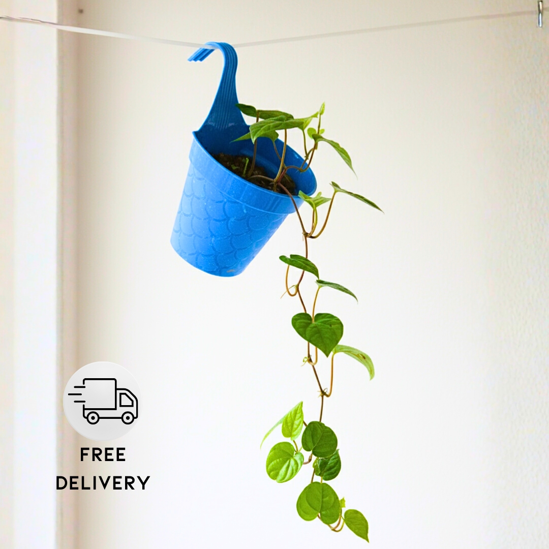 Betel Leaf Plant (Magai Paan Plant) - With Side Hanging Pot