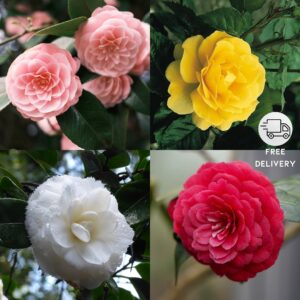 Camellia Flower Live Plant