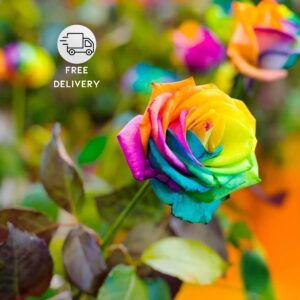Rainbow Rose Flower Plant Live