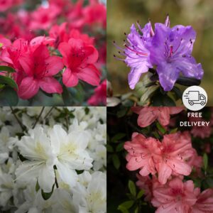 Azalea Flower Live Plant