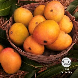 Alphonso/Hapus/Ratnagiri Mango Plant