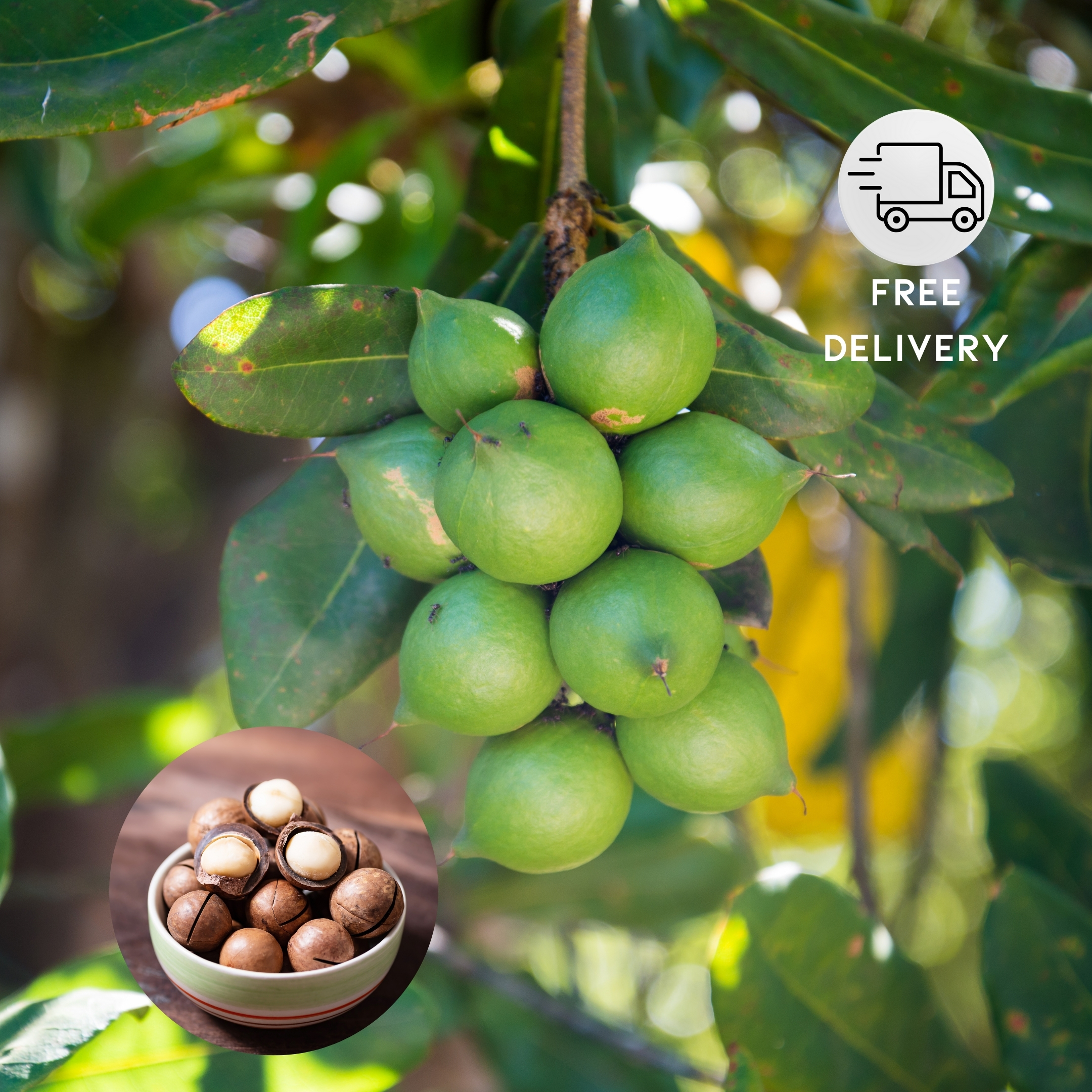 Macadamia Nut Plant Orginal Variety