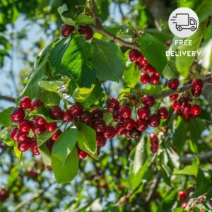 Sweet Cherry Plant Live