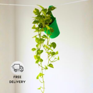 Good Luck Money Plant Variegated - With Side Hanging Pot