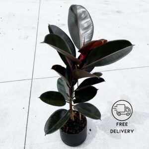 Rubber Tree, Rubber Plant, Ficus elastica (Black Prince, Burgundy) - Plant
