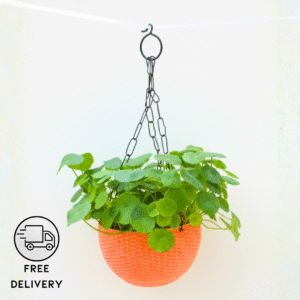 Lucky Coin Chinese Money Plant (Pilea peperomioides) - With Hanging Pots
