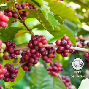 Coffee Plant Live – ALL CLIMATE