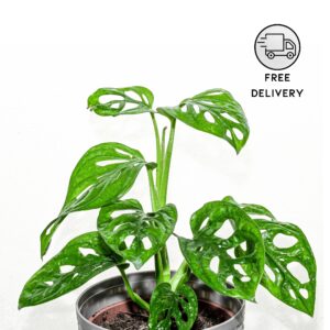 Broken Heart Plant / Monstera Adansonii Plant
