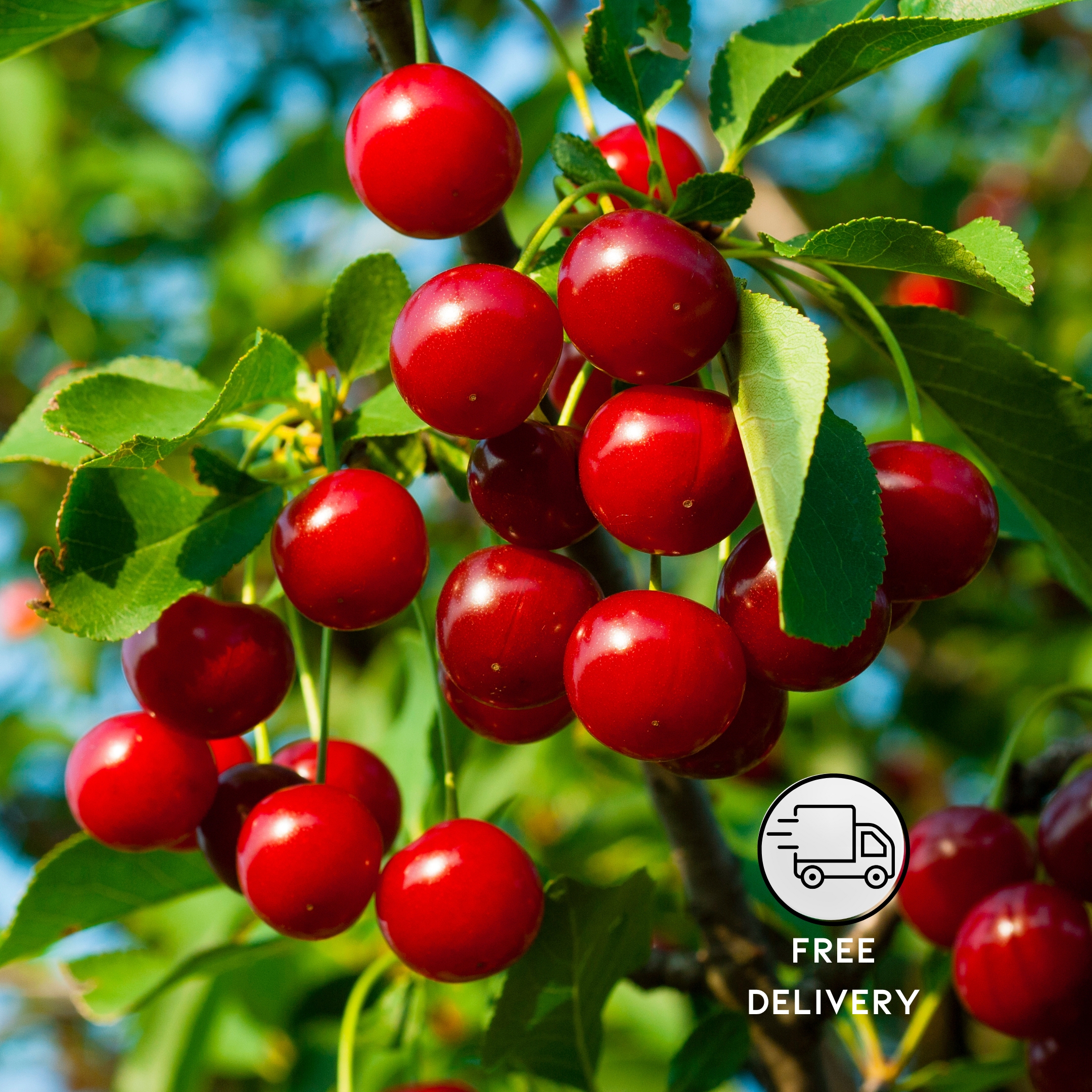 Sour Cherry Plant Live