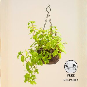 Fresh Mint Plant (Pudina) - With Hanging Pot