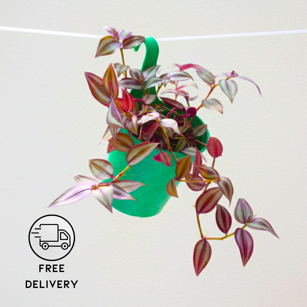 Wandering Jew Plant (Inch Plant/Tradescantia Zebrina) - With Side Hanging Pot - Pack Of 2