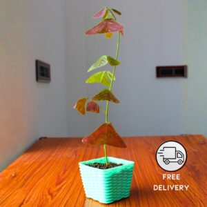 Butterfly Plant (Christia Obcordata) - With 3 Inch Pot