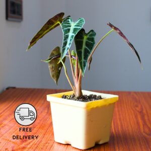 Alocasia Black Velvet Live Indoor Plant - With 4 Inch Pot