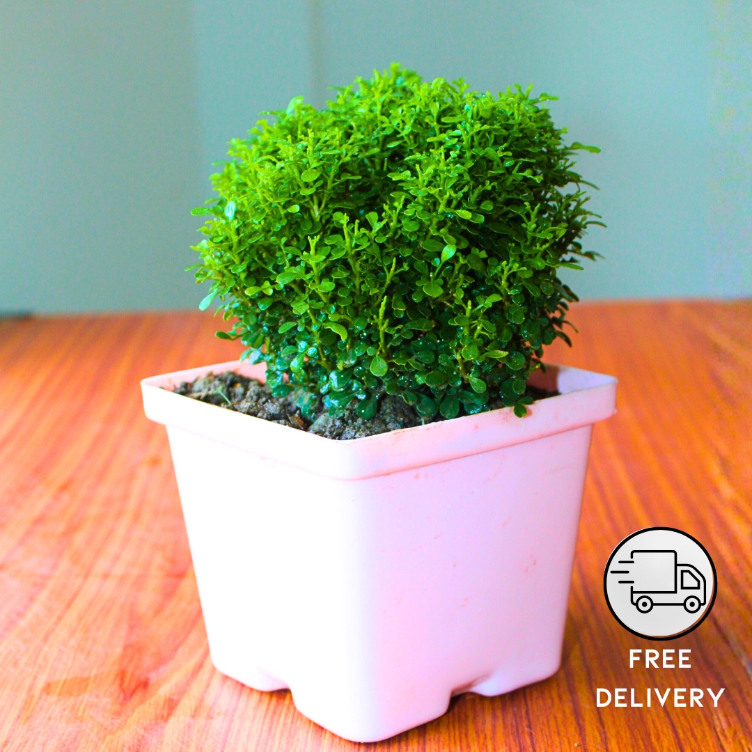 Table Kamini Plant (Cute Mini Bonsai Indoor Plant) - With 4 Inch Pot - Pack Of 2