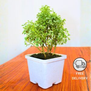 Aralia Variegated Mini Natural Live Indoor Plant - With 4 Inch Pot