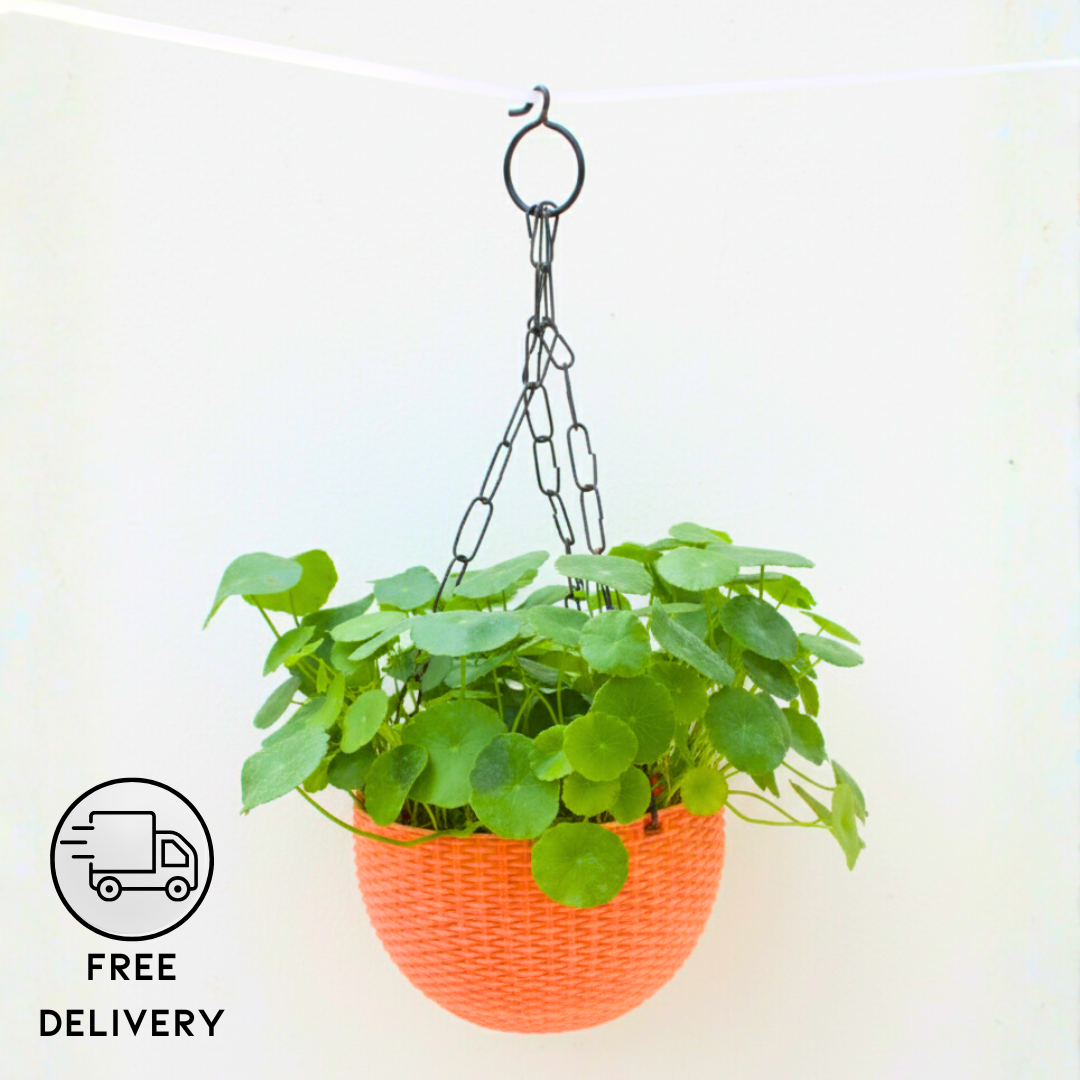 Lucky Coin Chinese Money Plant (Pilea peperomioides) - With Hanging Pots