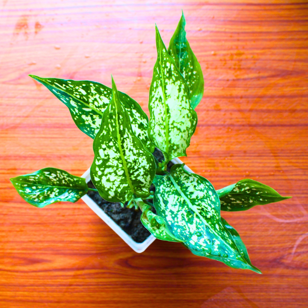 Aglaonema Snow White Plant (Chinese Evergreen Indoor Plant) - With 4 Inch Pot - Image 2