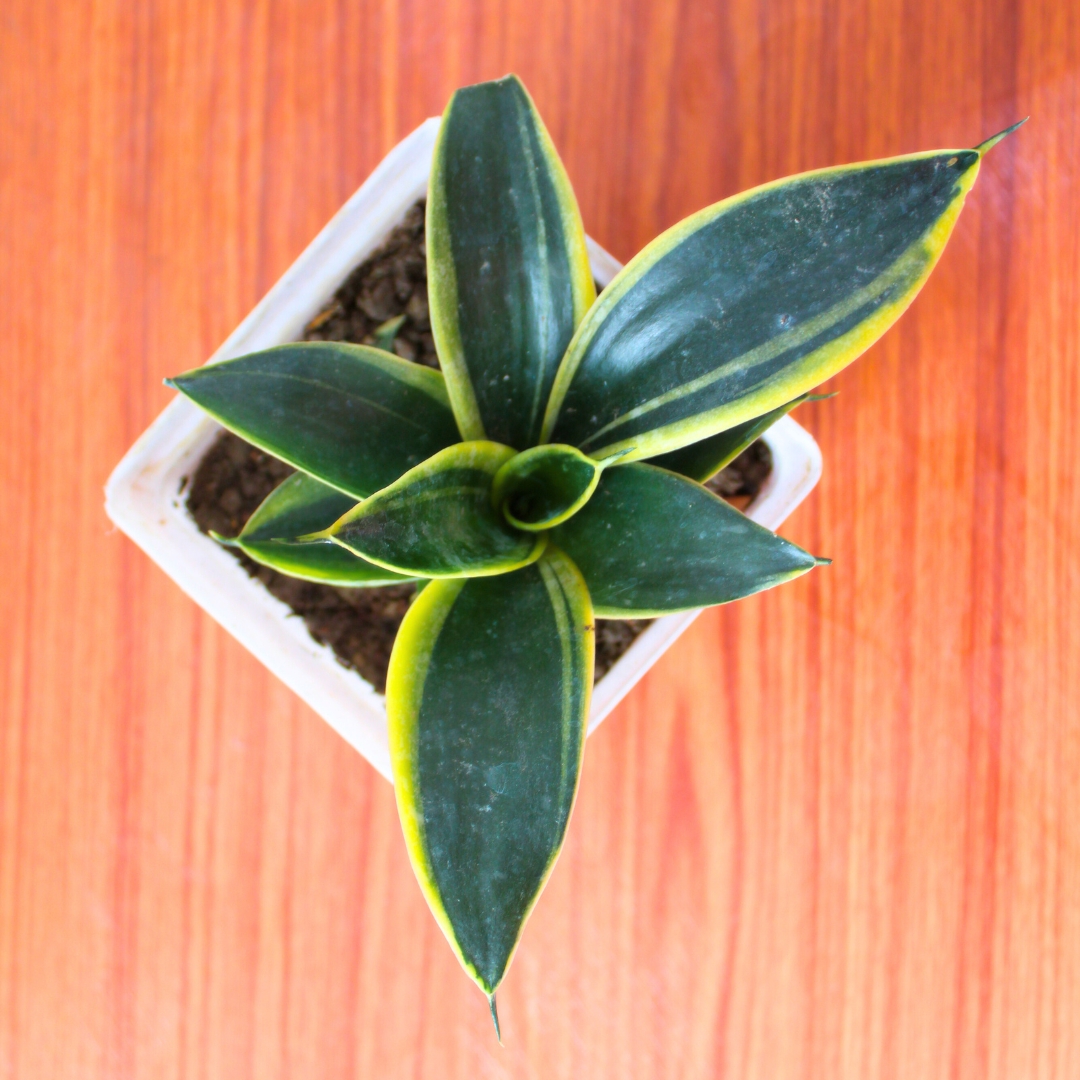 Snake Plant and Jade Plant Combo Pack - With 4 Inch Pot - Image 2