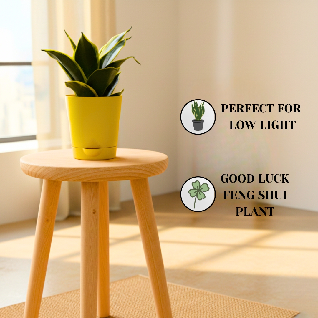 Snake Plant – Golden Hahnii – With Self Watering Pot - Image 2