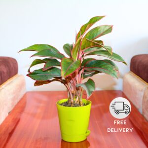 Aglaonema Red Natural Live Plant Indoor with Self Watering Pot