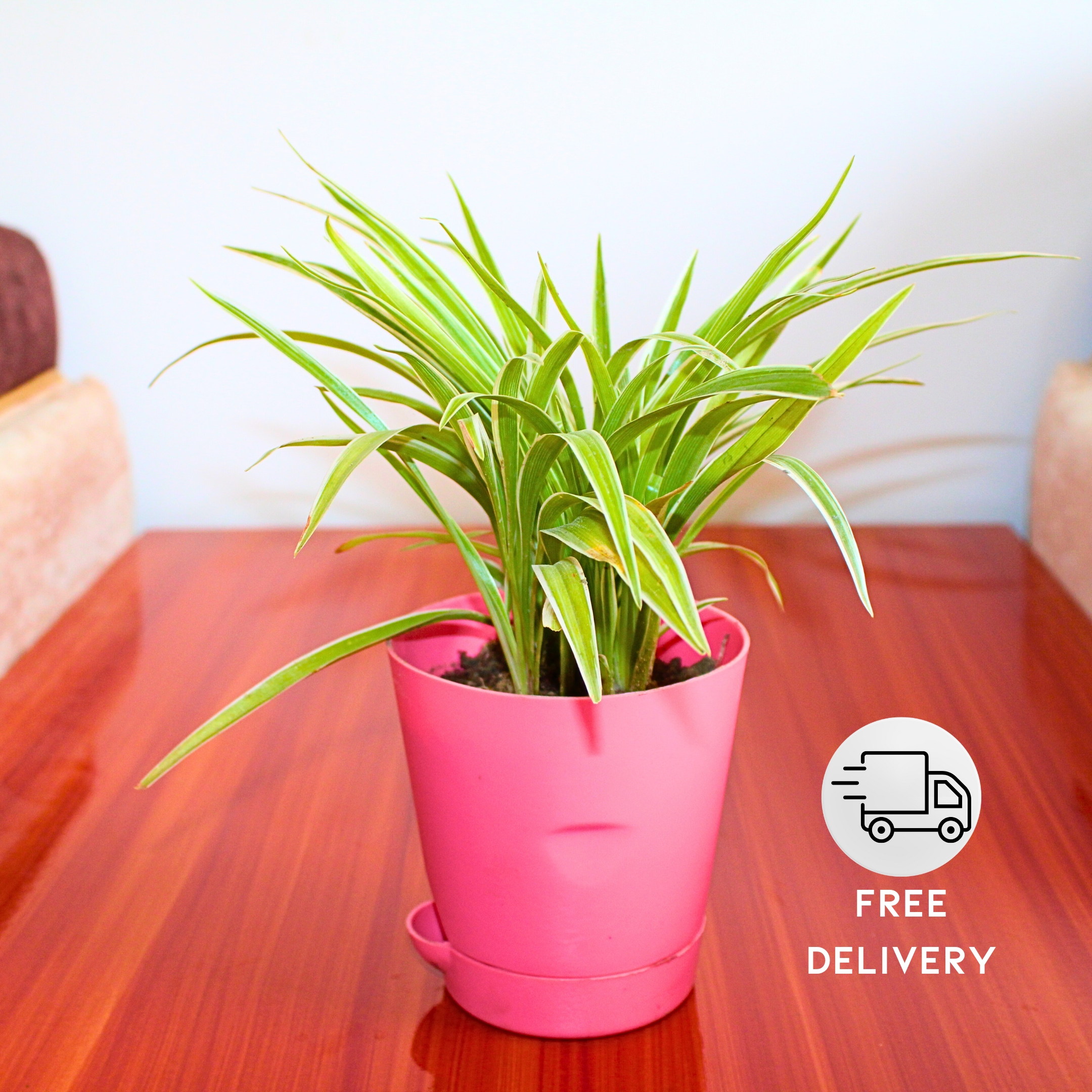 Spider Plant Indoor Live with Self Watering Pot - Pack Of 2