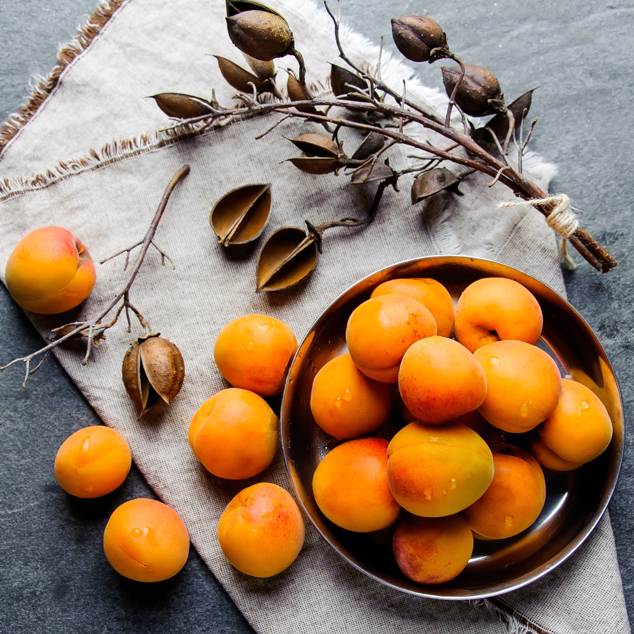 Live Apricot Plant - Image 2