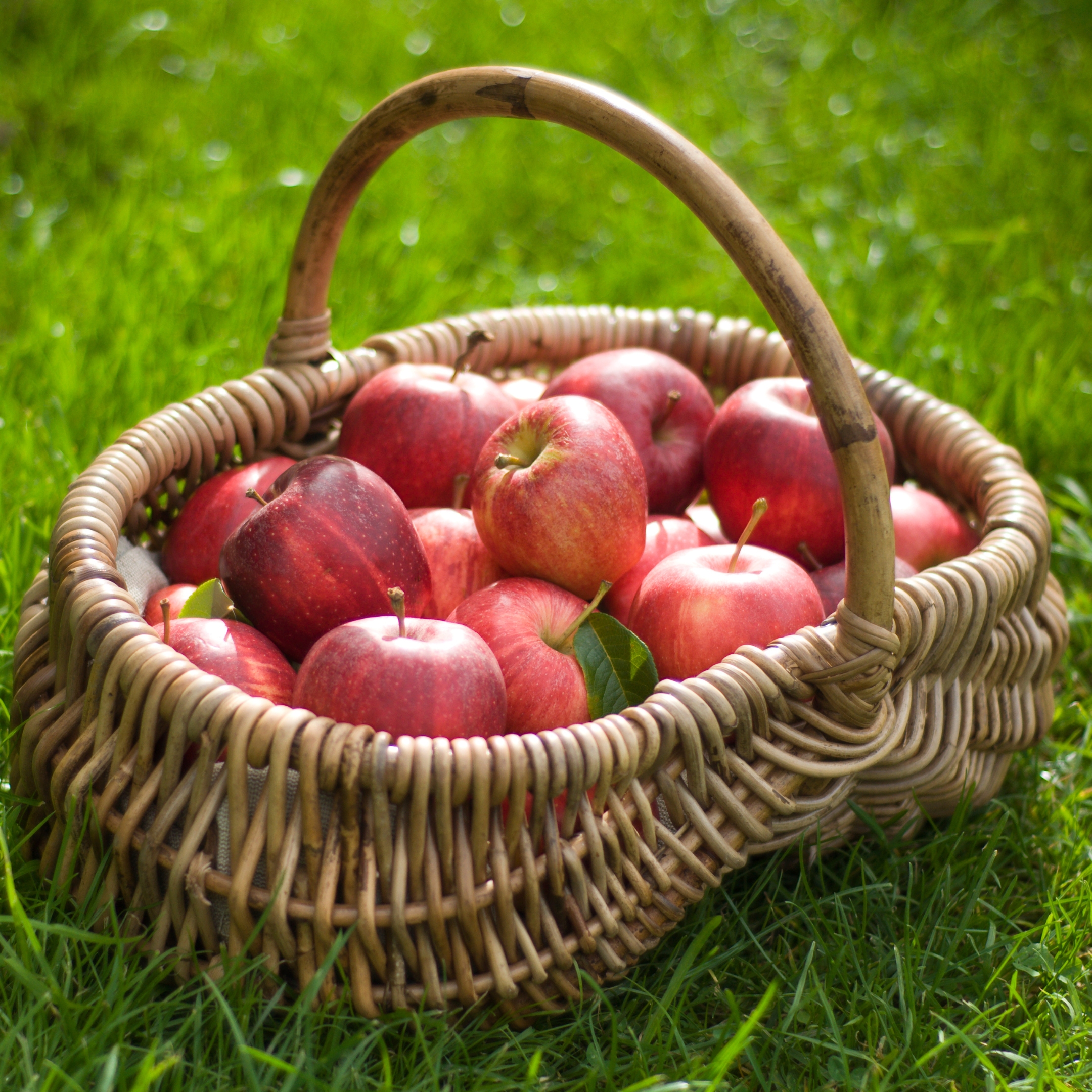 Live Apple Plant - Image 2