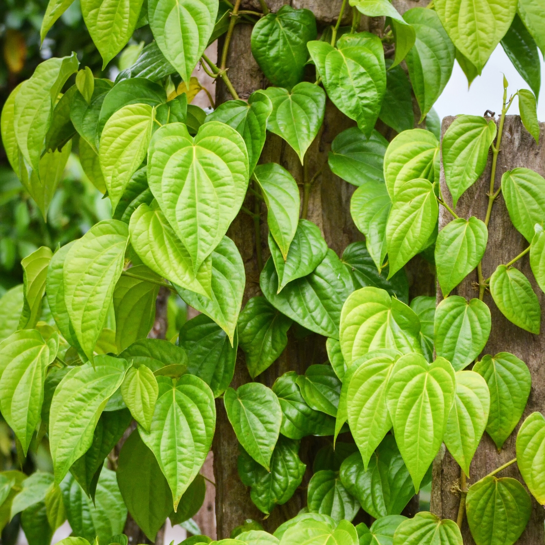Betel Leaf Plant (Magai Paan Plant) - With Side Hanging Pot - Image 2