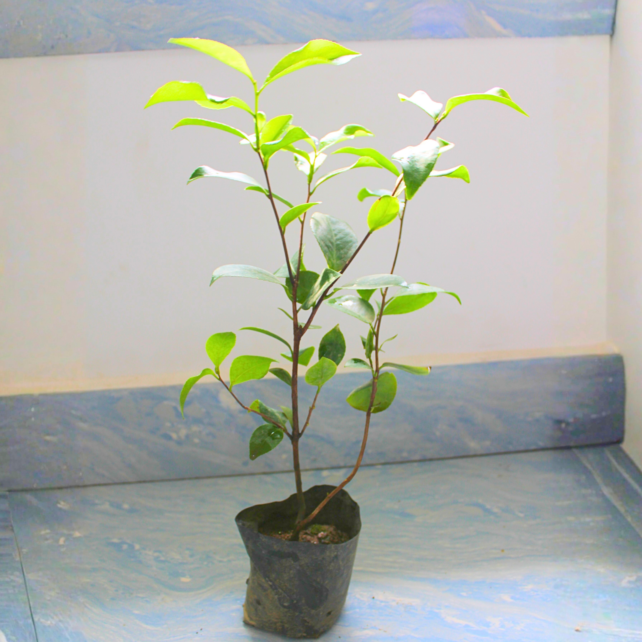 Camellia Flower Live Plant - Image 2