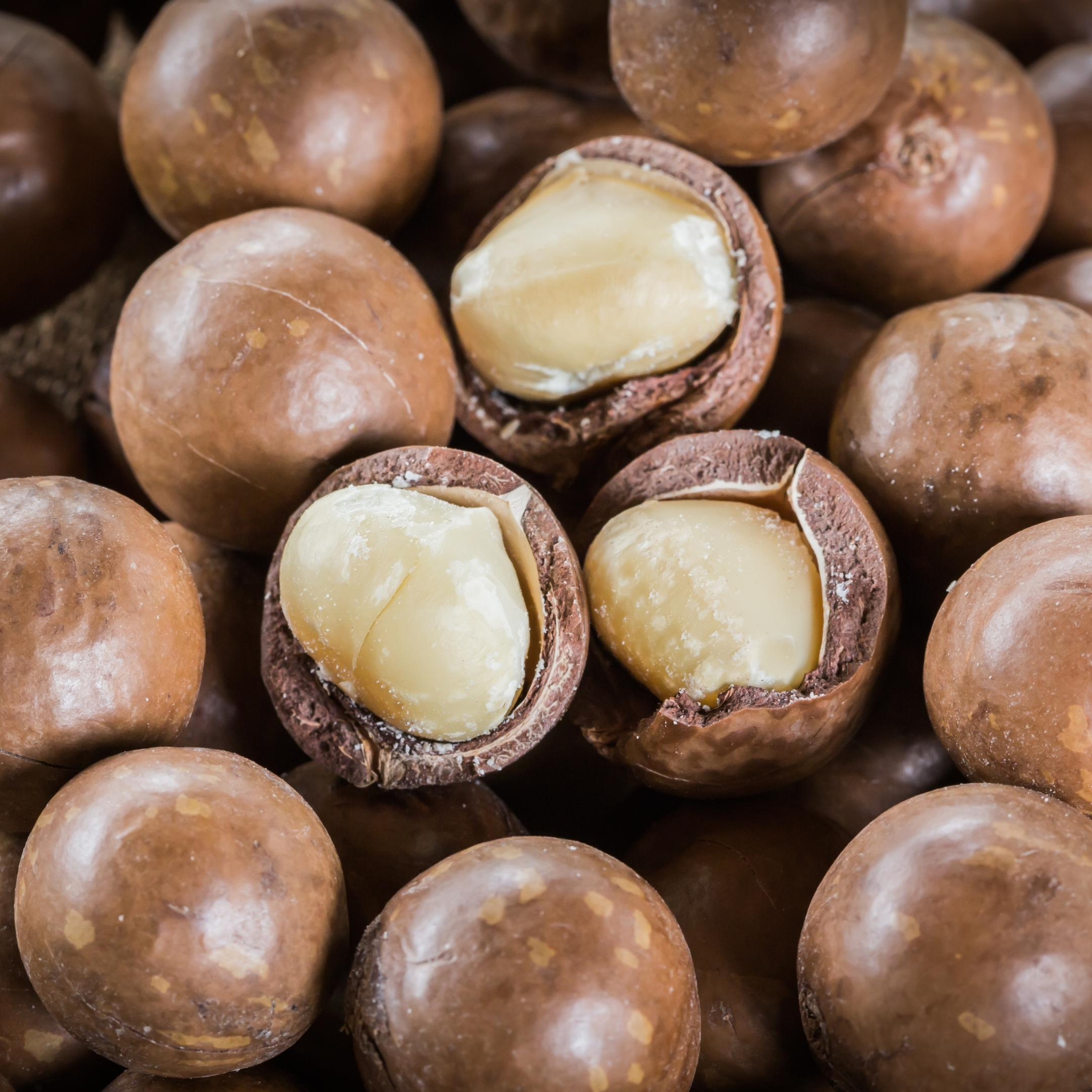 Macadamia Nut Plant Orginal Variety - Image 2