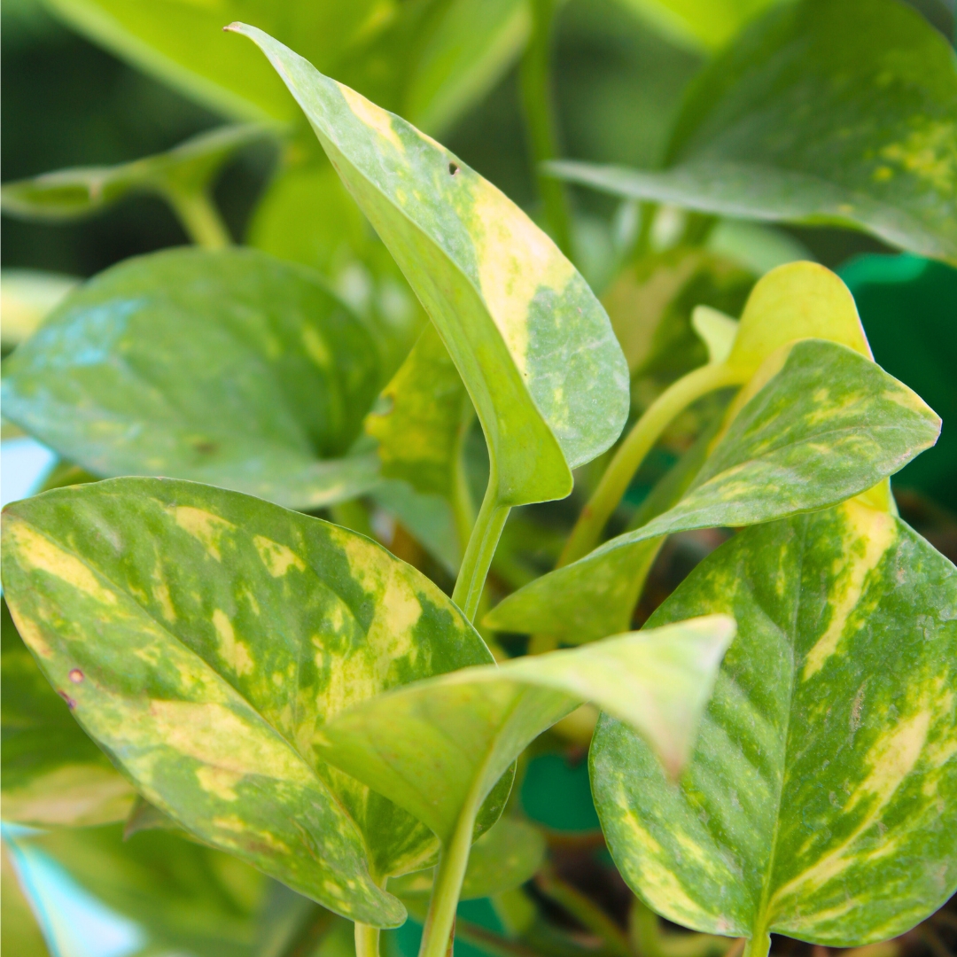 Good Luck Money Plant Variegated - With Side Hanging Pot - Image 2