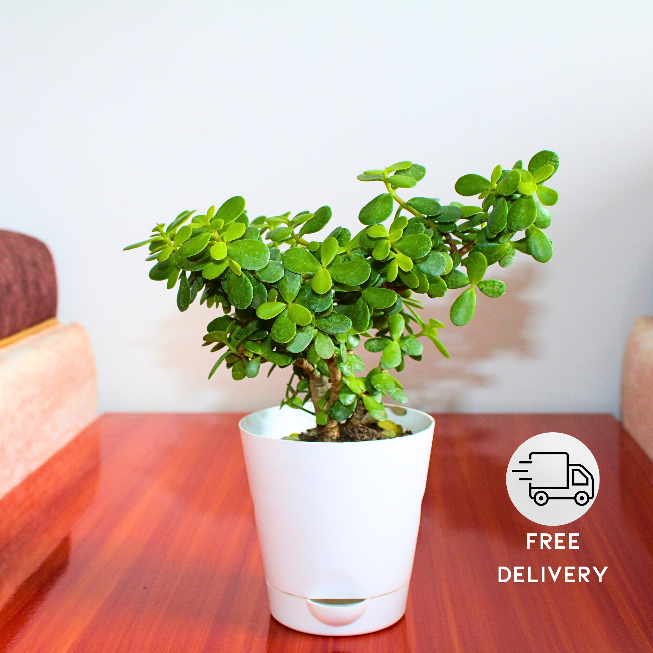 Lucky Jade Plant With Self Watering Pot - Pack Of 2