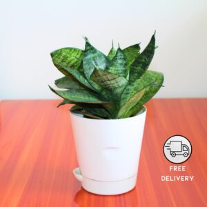 Green Snake Plant With Self Watering Pot
