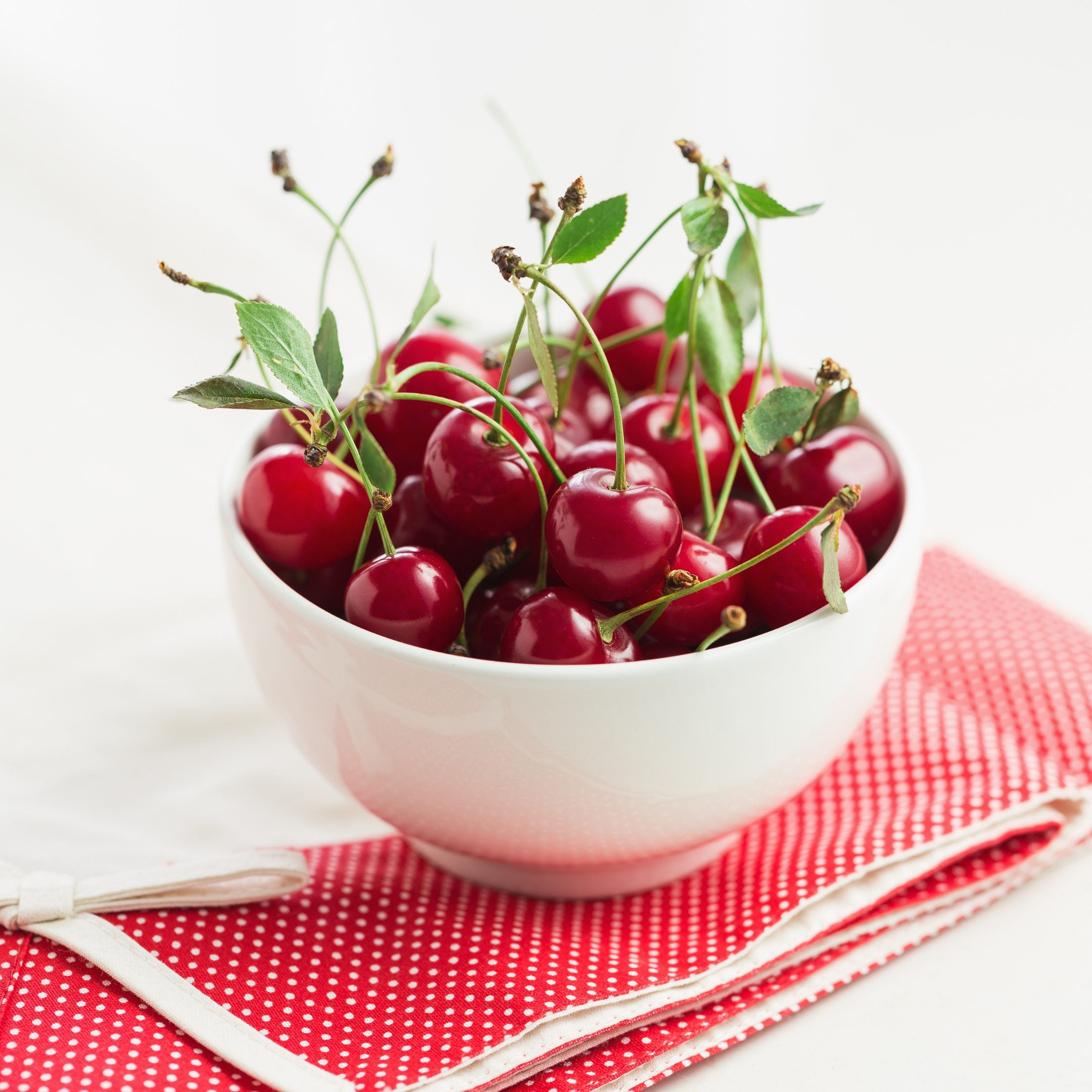 Sour Cherry Plant Live - Image 2