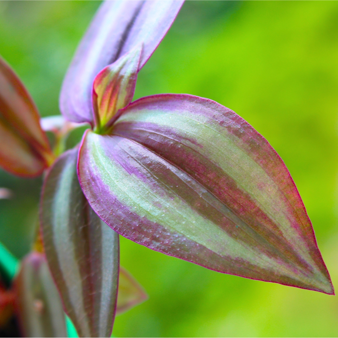 Wandering Jew Plant (Inch Plant/Tradescantia Zebrina) - With Side Hanging Pot - Pack Of 2 - Image 2